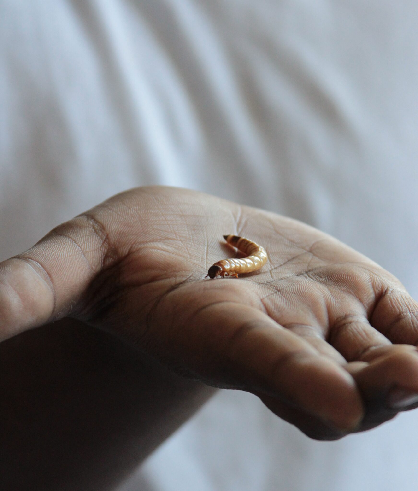 How to Raise Mealworms for Chickens Backyard Poultry